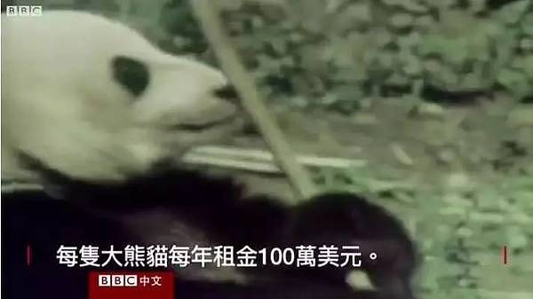 大熊猫被中国垄断 是赚钱工具和置换筹码？看中国如何回复！ - 11