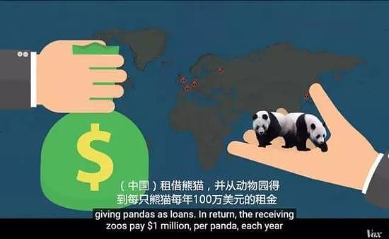大熊猫被中国垄断 是赚钱工具和置换筹码？看中国如何回复！ - 12