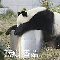 大熊猫被中国垄断 是赚钱工具和置换筹码？看中国如何回复！ - 15