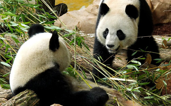 法国大熊猫妈妈欢欢生下双胞胎 一死一活（组图） - 1