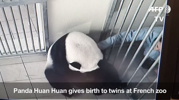 法国大熊猫妈妈欢欢生下双胞胎 一死一活（组图） - 8