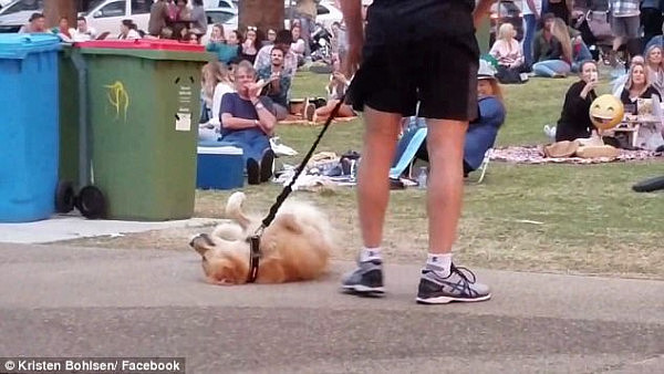 “本宝宝腿已断！”昆州金毛犬耍赖拒绝跟主人回家 躺地装死画面爆笑（视频） - 3