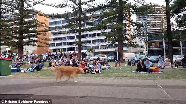 “本宝宝腿已断！”昆州金毛犬耍赖拒绝跟主人回家 躺地装死画面爆笑（视频） - 5