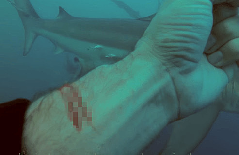 惊险！男子潜入鲨鱼群割腕放血 结果令人震惊（组图） - 2