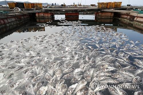 韩国持续高温牲畜遭遇“灭顶之灾”20天热死277万（组图） - 4