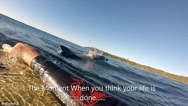 尴尬！误把海豚看成鲨鱼！新州大叔冲浪吓到惊声尖叫！（视频） - 1