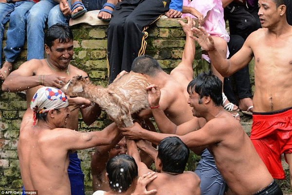 尼泊尔奇葩节日：青年跳入池塘手撕山羊，场面血腥（组图） - 6