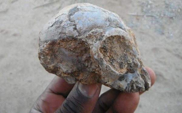 柠檬大小的猿猴头骨被认为是1300万年前人类的起源（组图） - 1