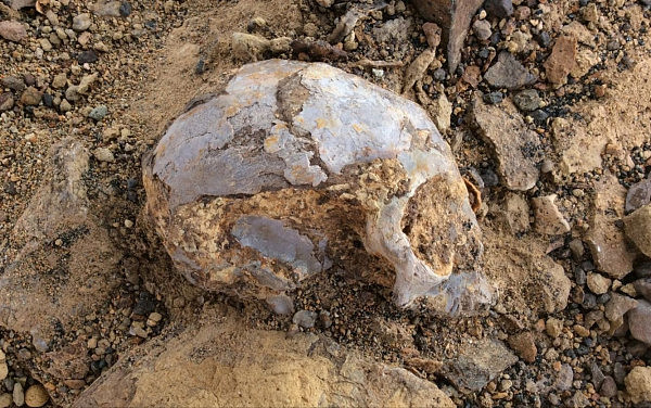 柠檬大小的猿猴头骨被认为是1300万年前人类的起源（组图） - 2