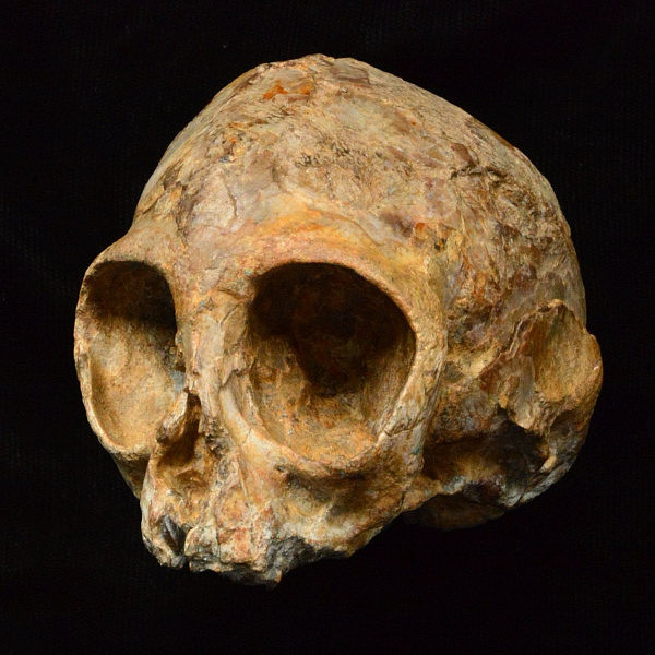 柠檬大小的猿猴头骨被认为是1300万年前人类的起源（组图） - 3