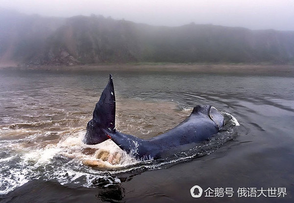 俄罗斯13米巨鲸搁浅待毙 动物保护人士全力营救终获成功（组图） - 1