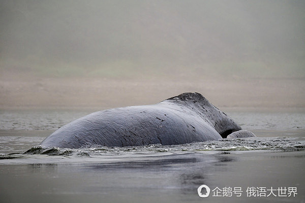 俄罗斯13米巨鲸搁浅待毙 动物保护人士全力营救终获成功（组图） - 2