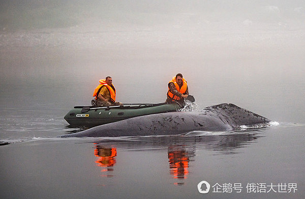 俄罗斯13米巨鲸搁浅待毙 动物保护人士全力营救终获成功（组图） - 4