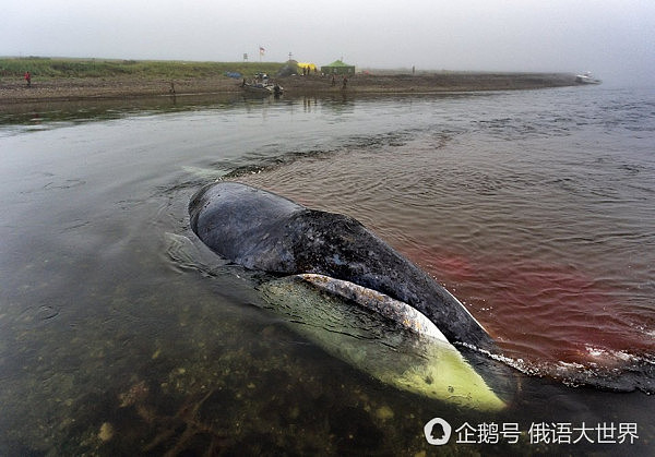 俄罗斯13米巨鲸搁浅待毙 动物保护人士全力营救终获成功（组图） - 5