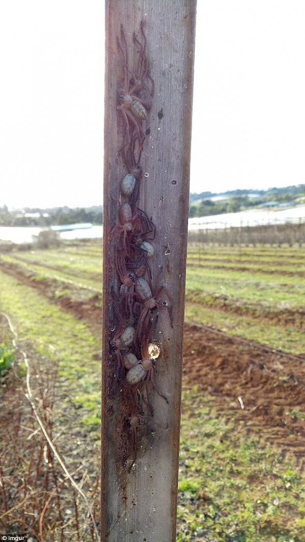 Horrifying: A tourist shared a snap of at least ten huntsman spiders hiding on a wooden stake at a vineyard in the Yarra Valley, Victoria