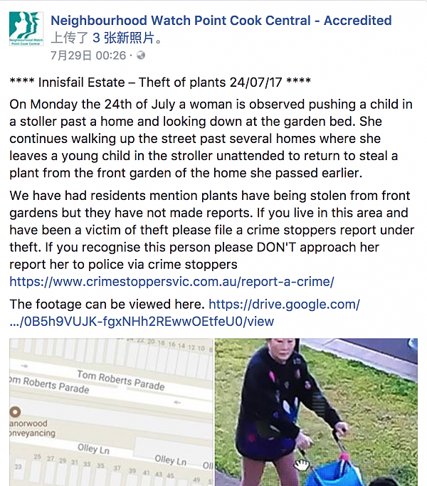 太丢脸了！澳亚裔大妈变“采花大盗”！偷人家花圃的植物被摄像头拍下全过程！（视频+组图） - 1