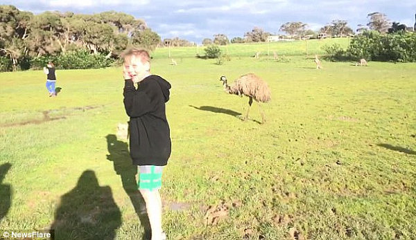 “战斗民族”！澳一男孩好心给袋鼠喂食 谁知袋鼠上来就是左勾拳！（视频） - 4