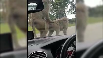 这也太尴尬了！两猩猩竟在车上交配（图/视频） - 1