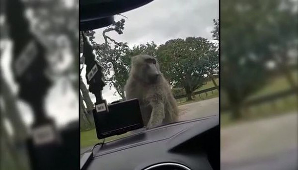 这也太尴尬了！两猩猩竟在车上交配（图/视频） - 2