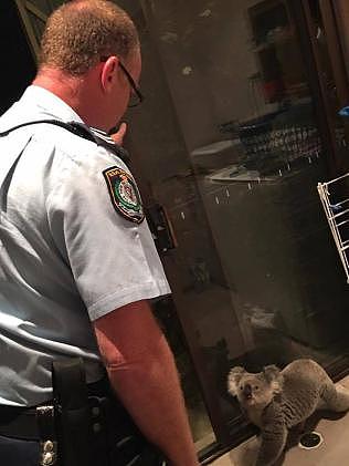 超萌考拉“微服出巡” 悉尼警察急出警将其护送回家 - 2