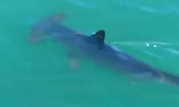 注意！新州该水域惊现凶猛鲨鱼 游泳划艇须得当心（图） - 2