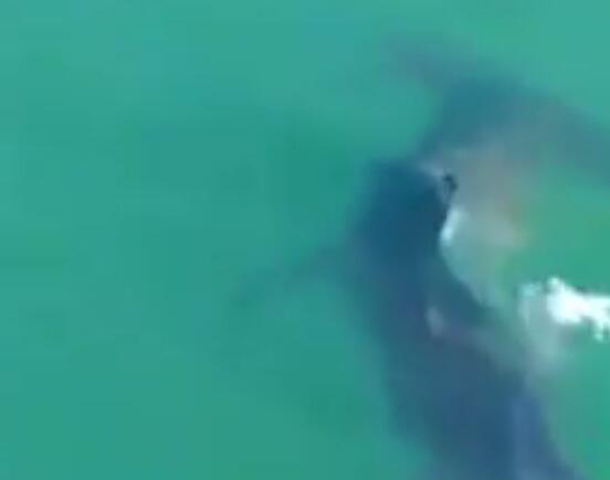 注意！新州该水域惊现凶猛鲨鱼 游泳划艇须得当心（图） - 3