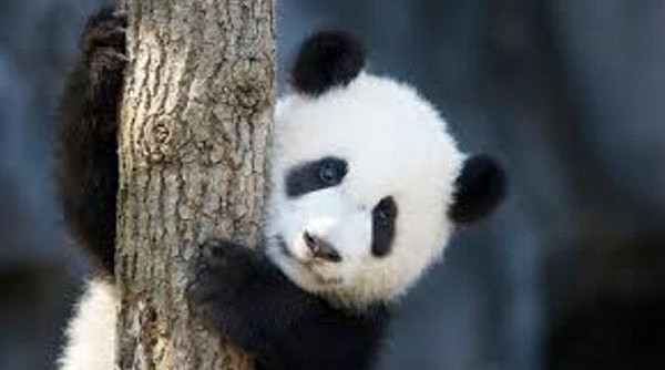 熊猫.jpg,0