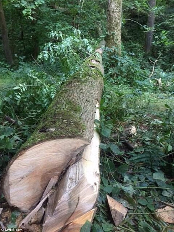 英国男子遭两吨巨树“压顶”，用链锯自救，成功脱身（组图） - 3