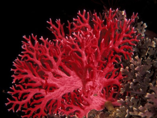 中国渔民被指非法盗采日本海域红珊瑚 已有人被逮捕（组图） - 1