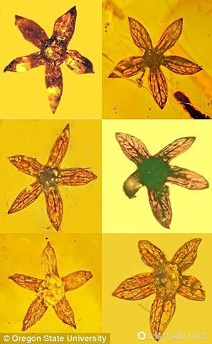 科学家在琥珀里发现上亿年前花朵 或被恐龙蹭落（组图） - 2