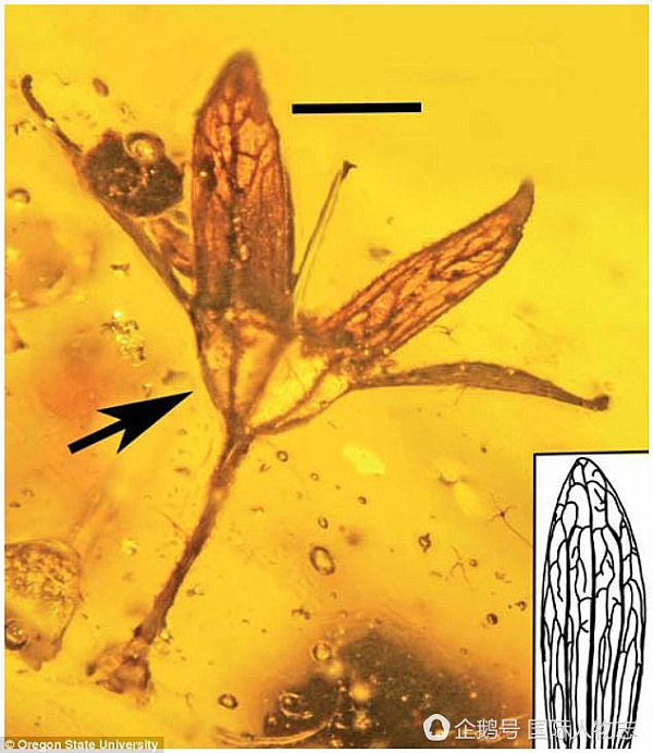 科学家在琥珀里发现上亿年前花朵 或被恐龙蹭落（组图） - 3