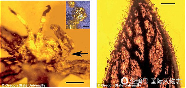 科学家在琥珀里发现上亿年前花朵 或被恐龙蹭落（组图） - 4