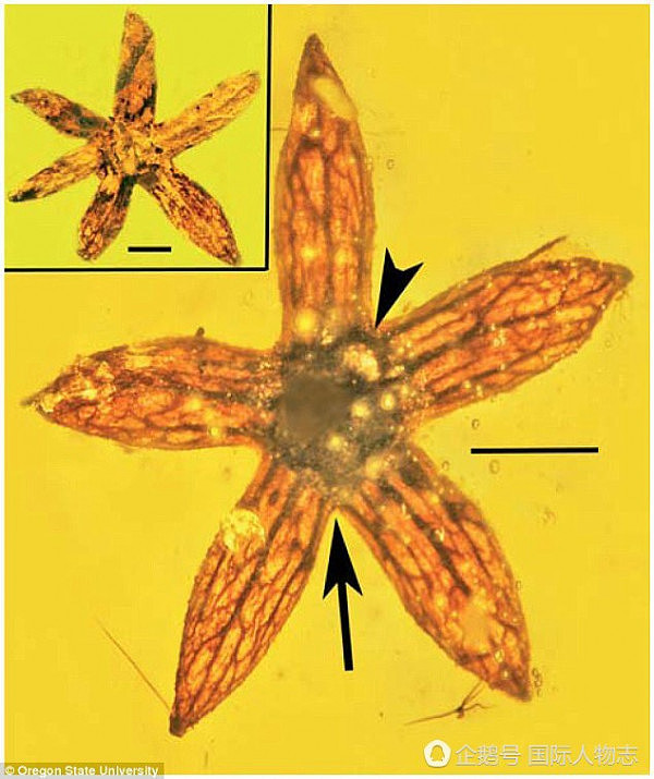 科学家在琥珀里发现上亿年前花朵 或被恐龙蹭落（组图） - 5
