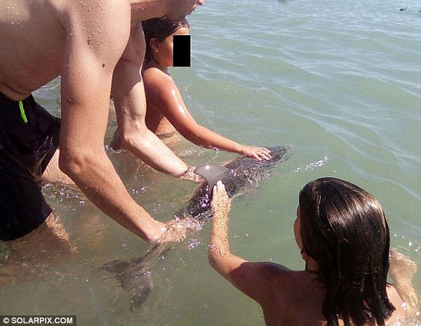 小海豚被困浅海遭游客强制抚摸拍照后死亡（组图） - 1