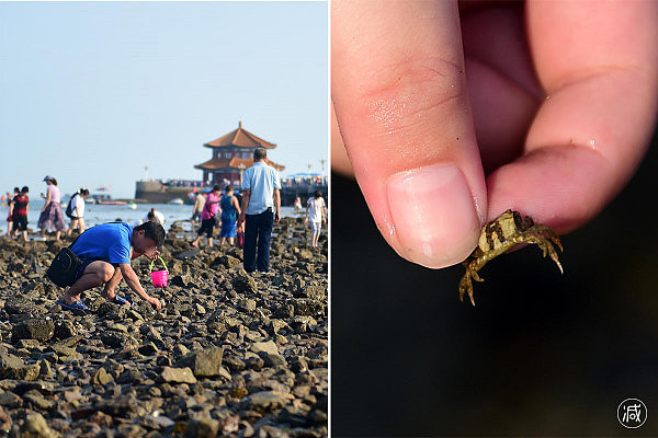 数千游客扎堆赶海 指甲大螃蟹都不放过（组图） - 1