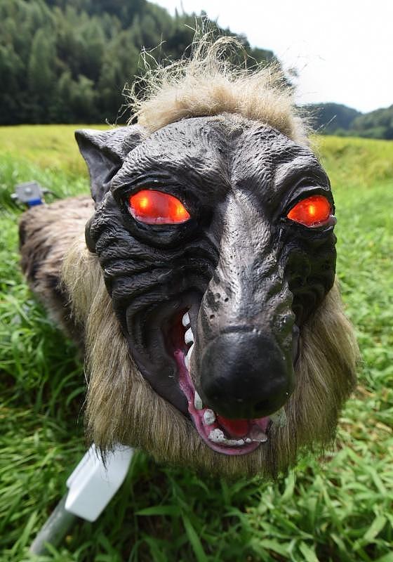 日本“怪兽狼”机器人守护庄稼 能发40种吼叫声（组图） - 2