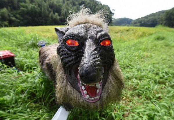 日本“怪兽狼”机器人守护庄稼 能发40种吼叫声（组图） - 3
