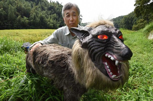日本“怪兽狼”机器人守护庄稼 能发40种吼叫声（组图） - 4