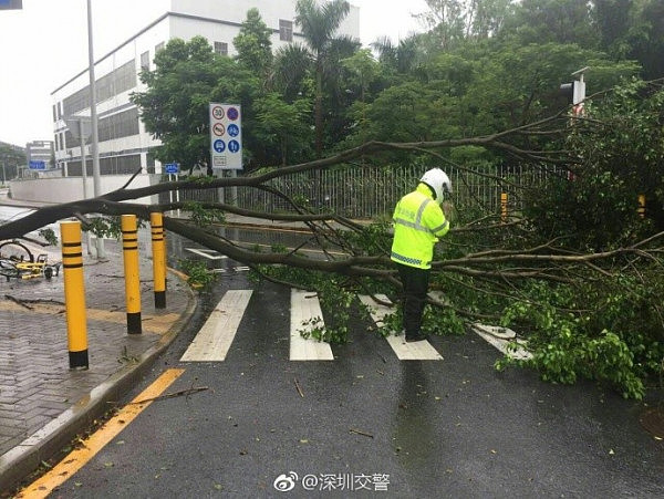 台风“帕卡”登陆广东现场：大树被连根拔起（组图） - 2