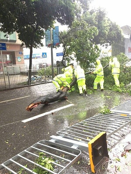 台风“帕卡”登陆广东现场：大树被连根拔起（组图） - 6