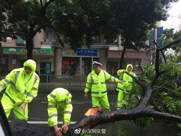台风“帕卡”登陆广东现场：大树被连根拔起（组图） - 9