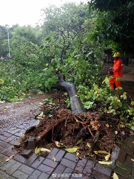 台风“帕卡”登陆广东现场：大树被连根拔起（组图） - 13
