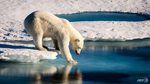 挪威一导游因“吓坏北极熊” 被罚款上万元（组图） - 2