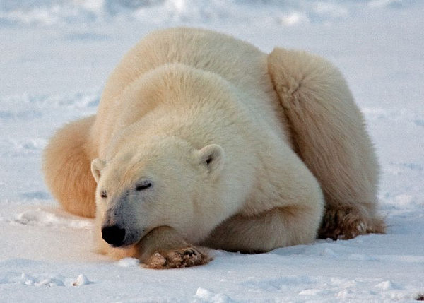 挪威一导游因“吓坏北极熊” 被罚款上万元（组图） - 3