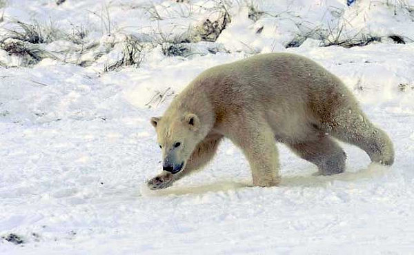 挪威一导游因“吓坏北极熊” 被罚款上万元（组图） - 4