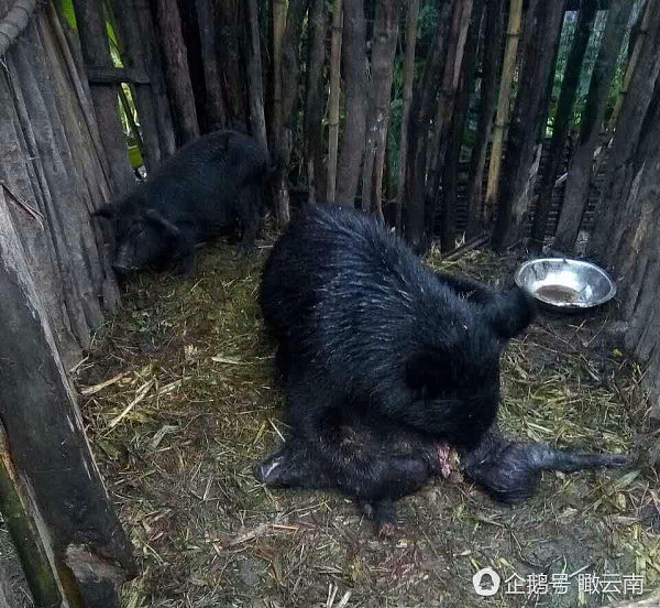 一黑熊闯入猪圈吃了2头家猪 吃饱后不愿离开（图） - 1