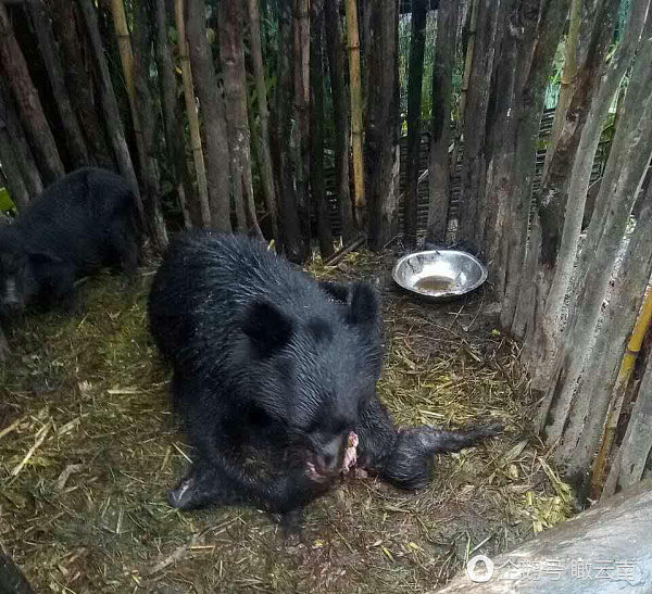 一黑熊闯入猪圈吃了2头家猪 吃饱后不愿离开（图） - 5