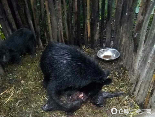 一黑熊闯入猪圈吃了2头家猪 吃饱后不愿离开（图） - 6