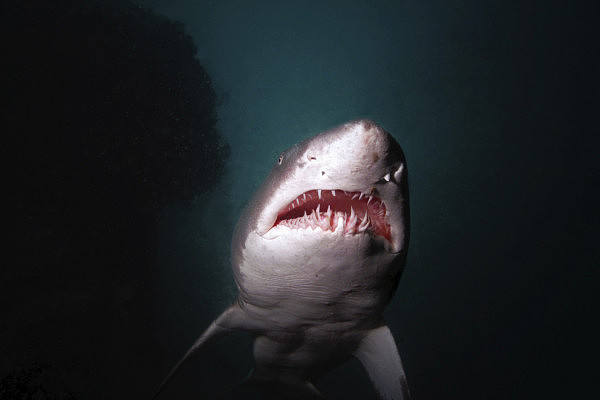 这些水中动物竟然比大白鲨还可怕？看完让人不寒而栗（组图） - 7