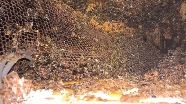 惊呆！房子棚顶突然滴蜂蜜 原来暗藏一个巨大蜂巢（组图） - 3